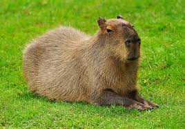 Capybara in grass